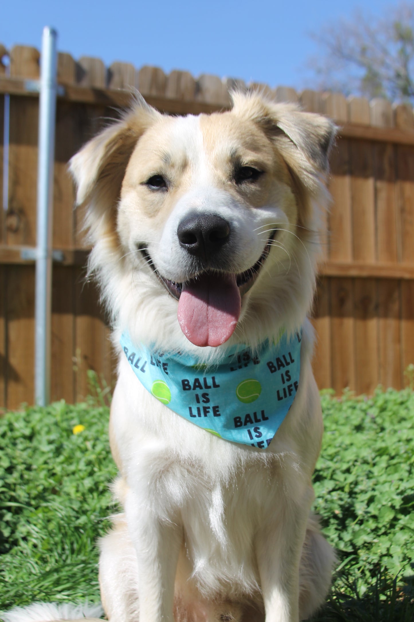 Ball Is Life Bandana