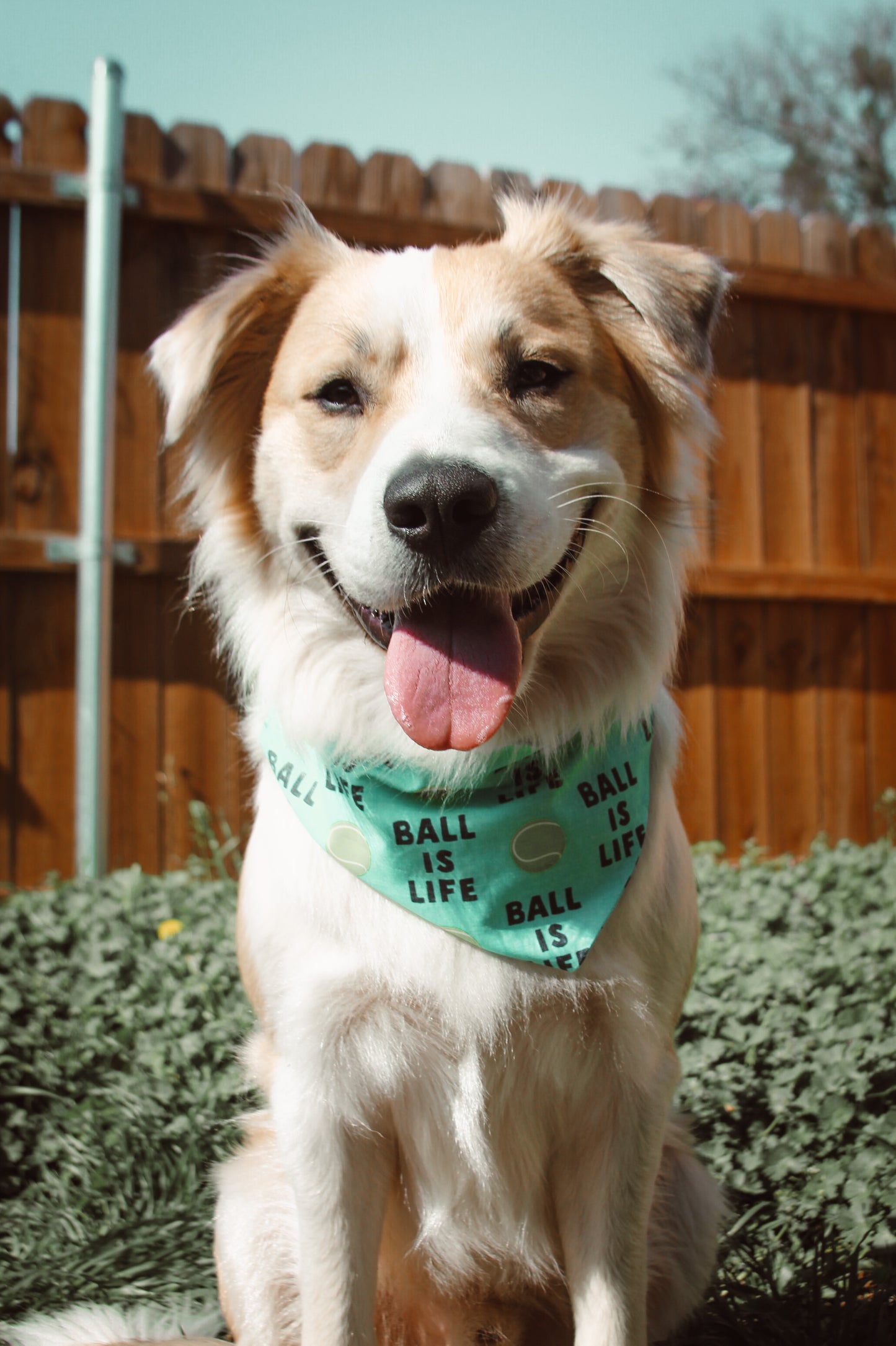 Ball Is Life Bandana