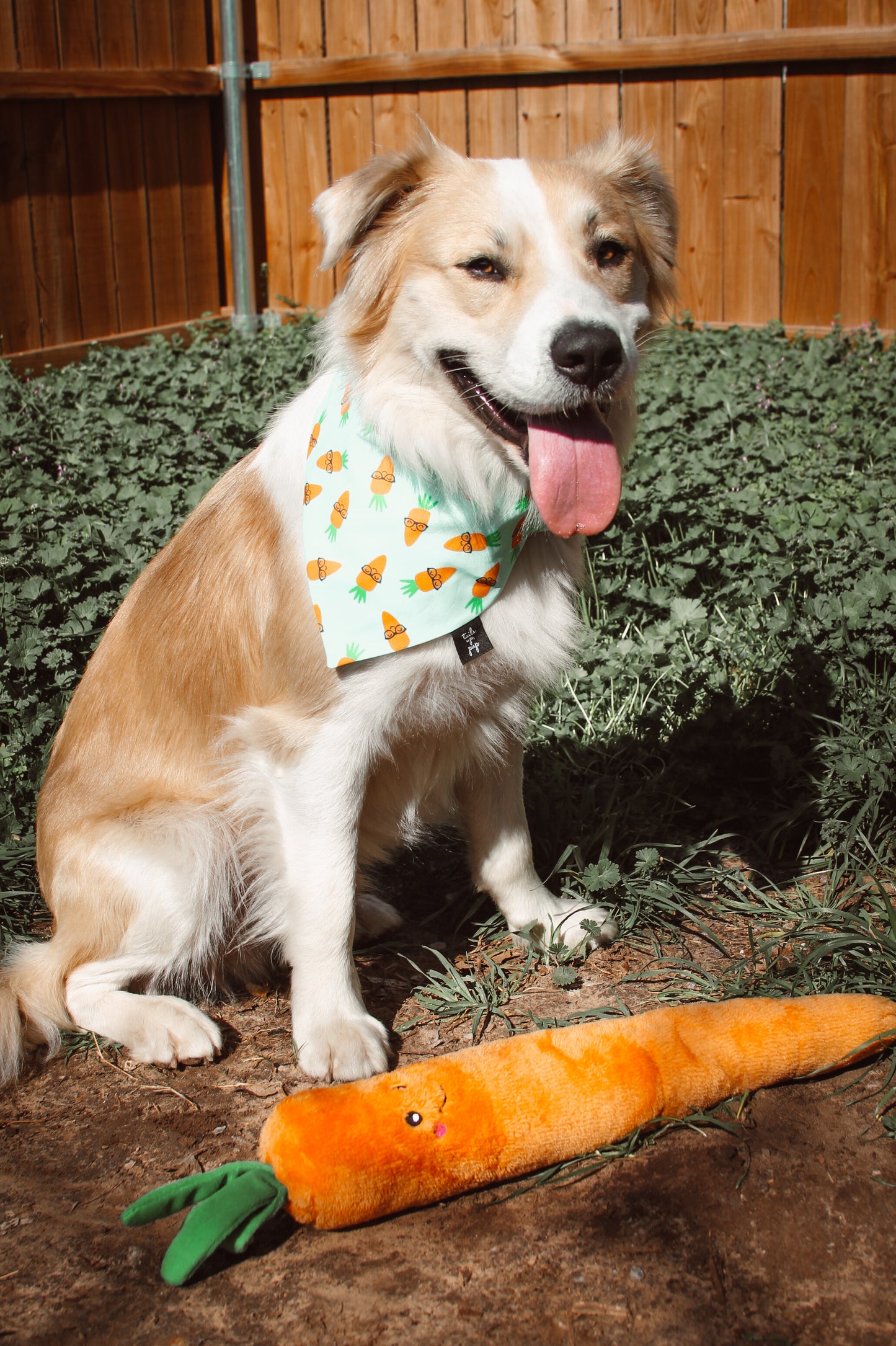 The Carrot Bandana